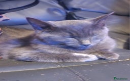 Mixed Breed cats for sale: Blue semi long hair - Image 2