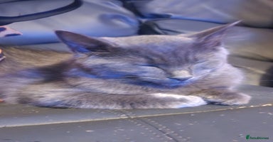 Mixed Breed cats - Advert 12