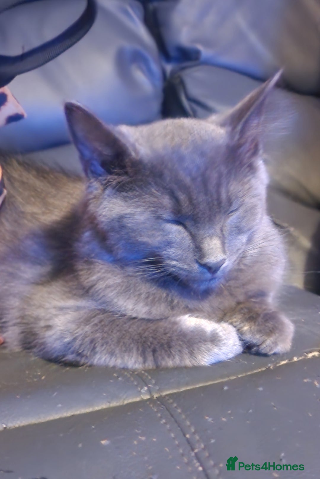 Mixed Breed cats for sale: Blue semi long hair - Image 2