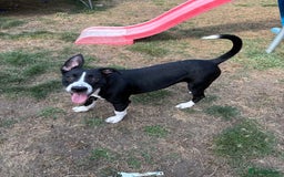 Mixed Breed dogs for sale: 7 months old German Shepard cross Staffy  - Image 1