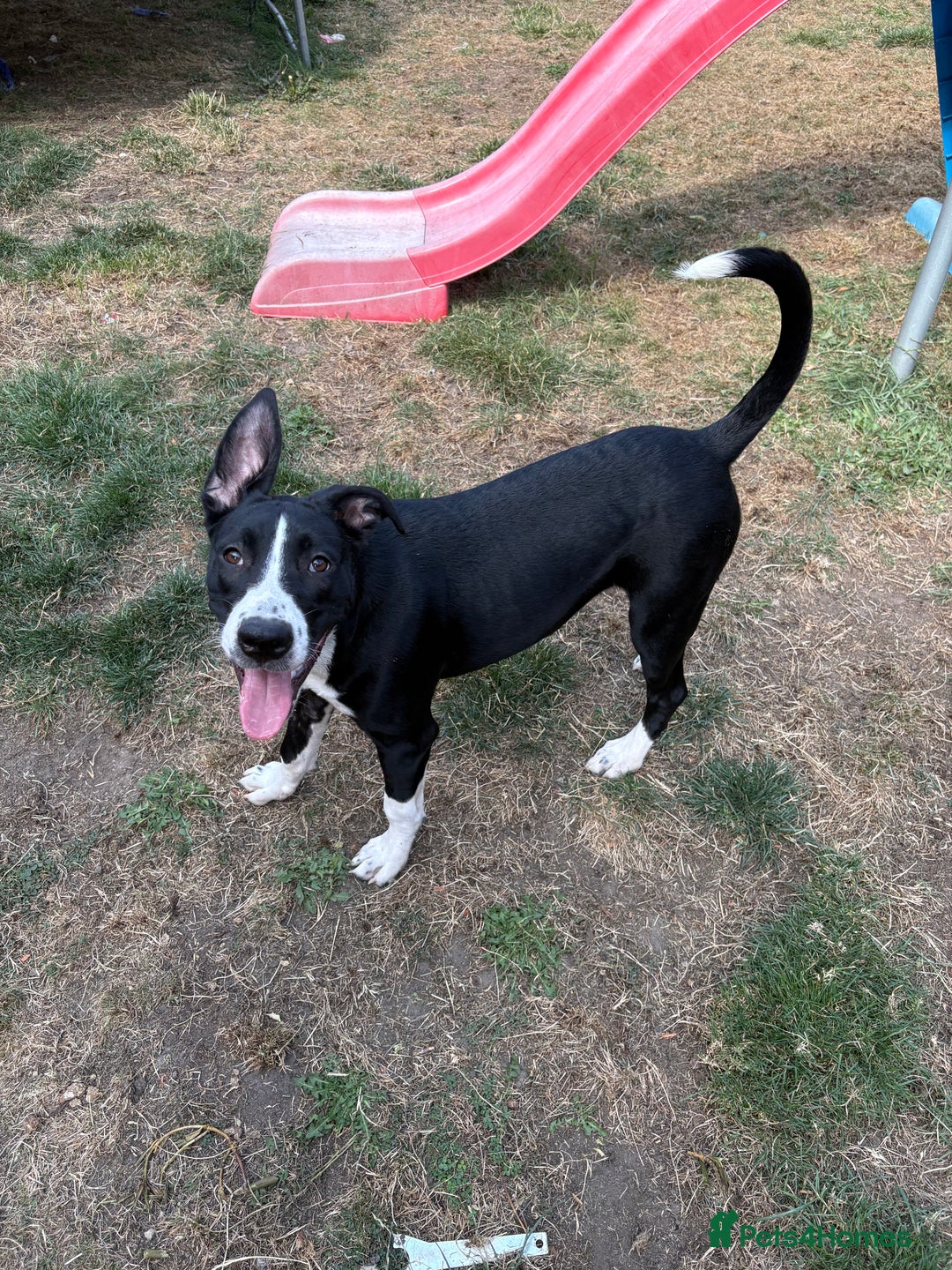 Mixed Breed dogs for sale: 7 months old German Shepard cross Staffy  - Image 1