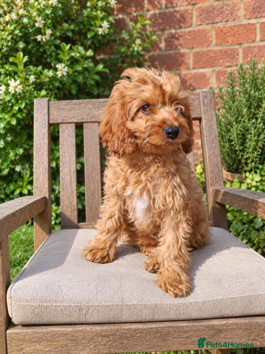Cavapoo dogs  F1 Cavapoo 1Boy Available ready now 💚 - Advert 1
