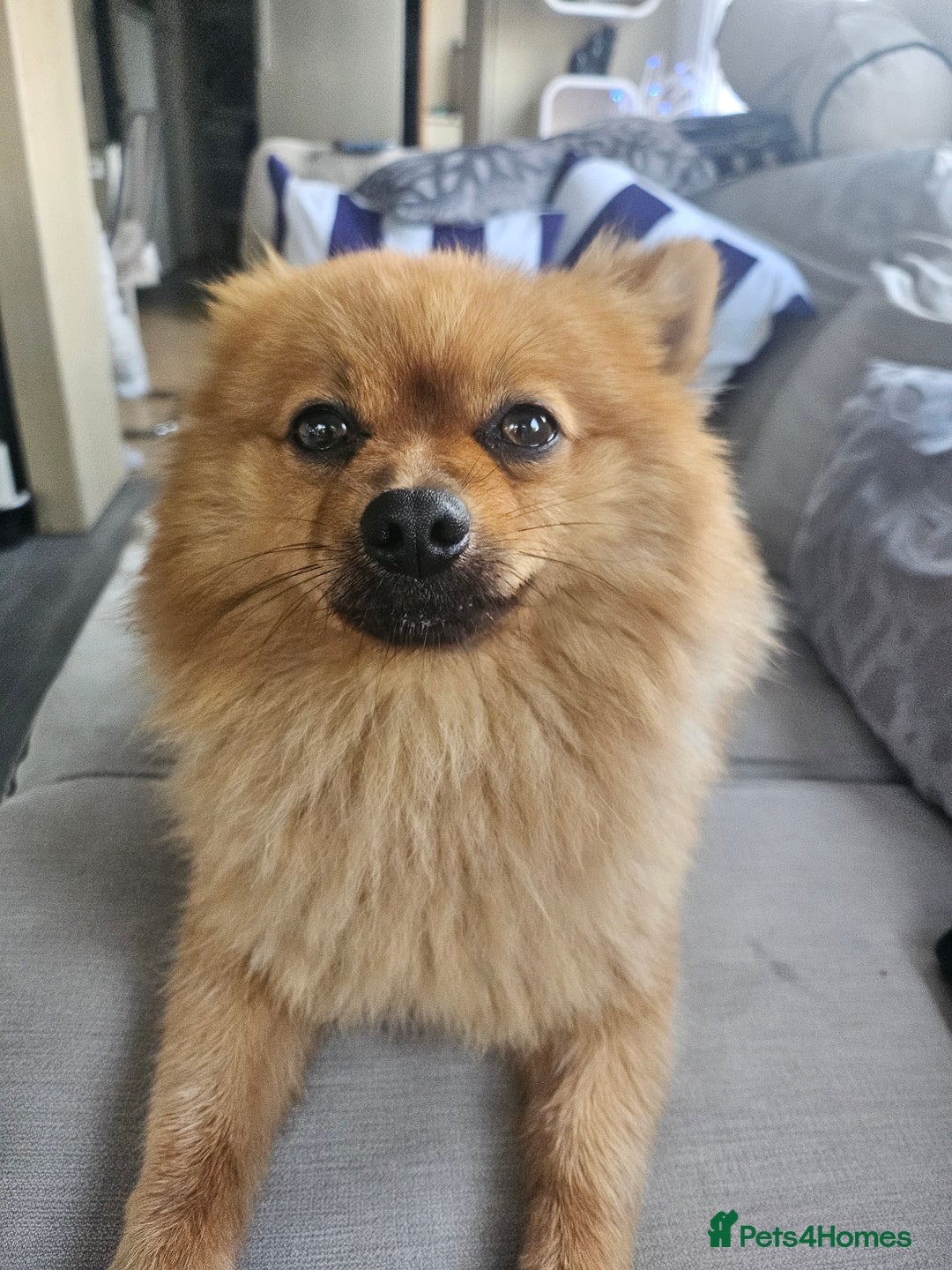 Pomeranian dogs for stud: Boysie  - Image 2