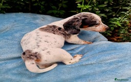 Miniature Dachshund dogs for sale: Quality mini dachshund puppies 💜 - Image 17