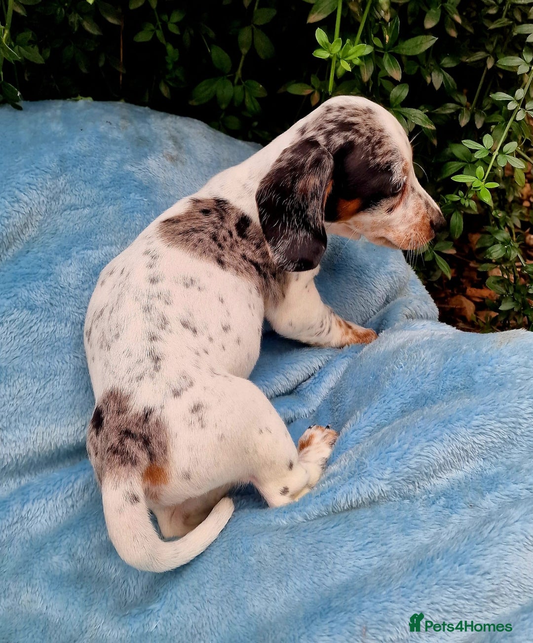 Miniature Dachshund dogs for sale: Quality mini dachshund puppies 💜 - Image 17
