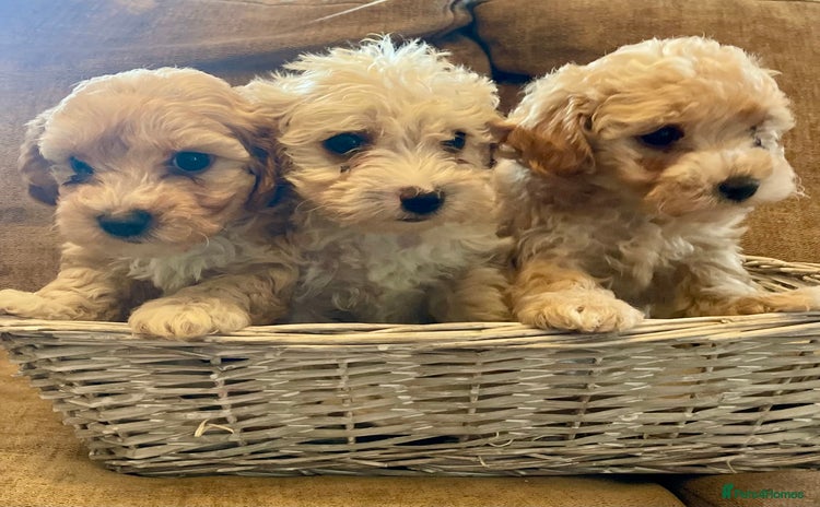 Jackapoo dogs Gorgeous fluffy Jackapoo puppies!  - Advert 4