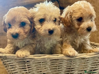 Jackapoo dogs Gorgeous fluffy Jackapoo puppies! - Advert 11