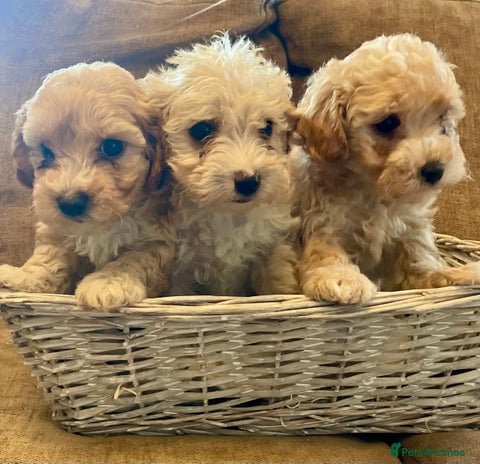 Jackapoo dogs Gorgeous fluffy Jackapoo puppies! - Advert 2