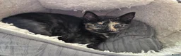 Mixed Breed cats for sale: Loving Home for Maisie - Advert 8