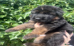 German Shepherd dogs for sale: German Shepard Long haired puppies - Image 22
