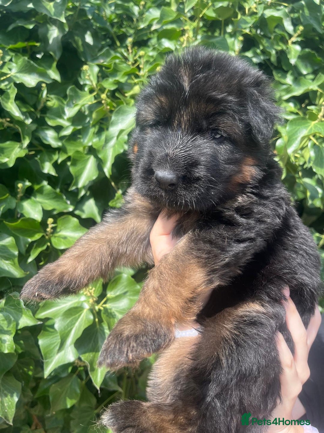 German Shepherd dogs for sale: German Shepard Long haired puppies - Image 22