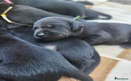 Labrador Retriever dogs for sale: Kc labrador puppies in Much Wenlock - Image 20