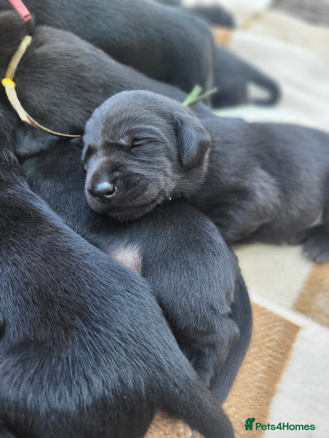 Labrador Retriever dogs for sale: Kc labrador puppies in Much Wenlock - Image 20