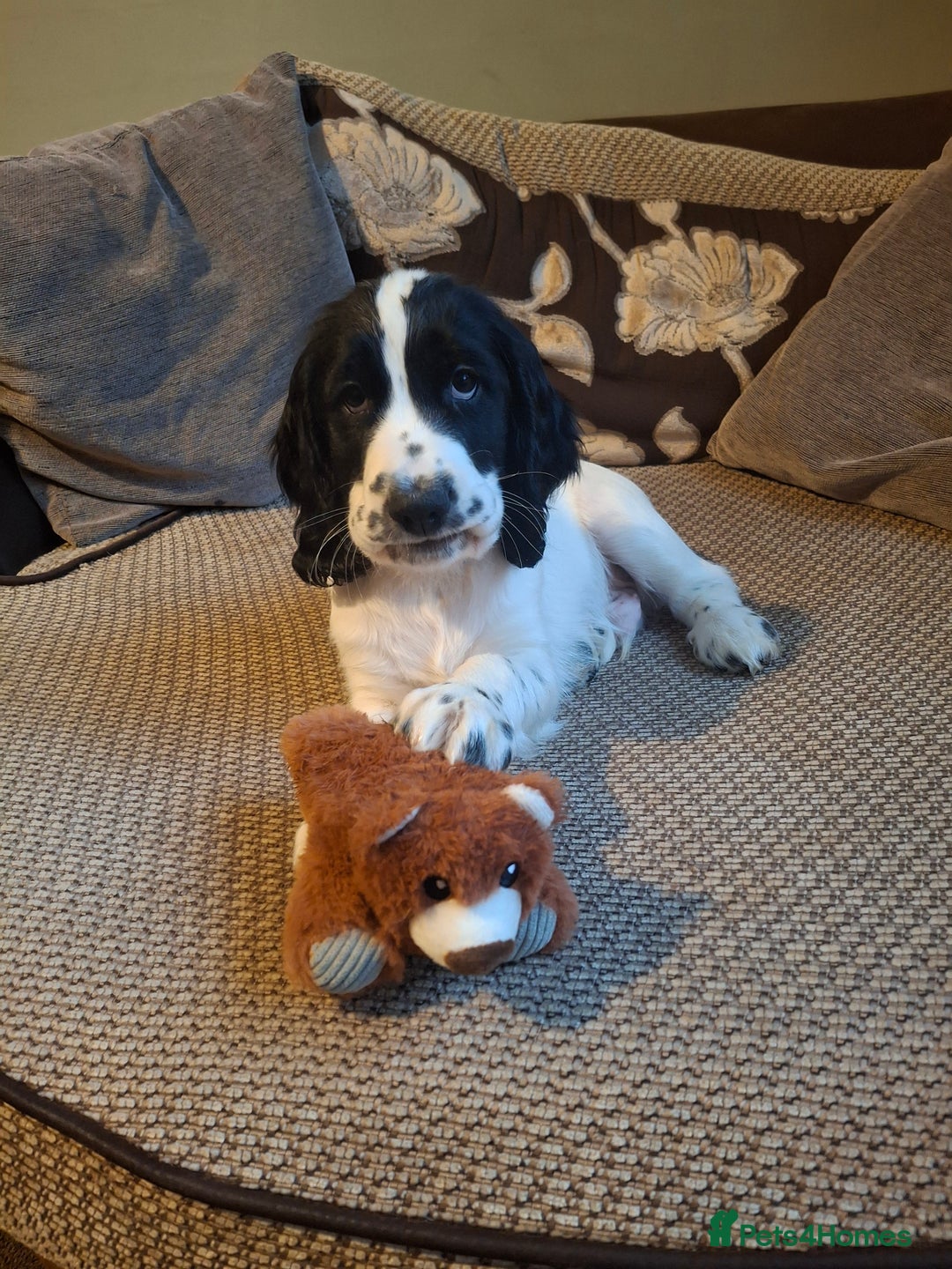 Cocker Spaniel dogs for sale: Our last pup - Ready now - KC Reg cocker spaniel! - Advert 33