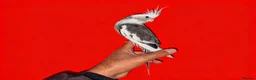 Cockatiels birds for sale: super silly hand tamed baby cockatiels  - Advert 3