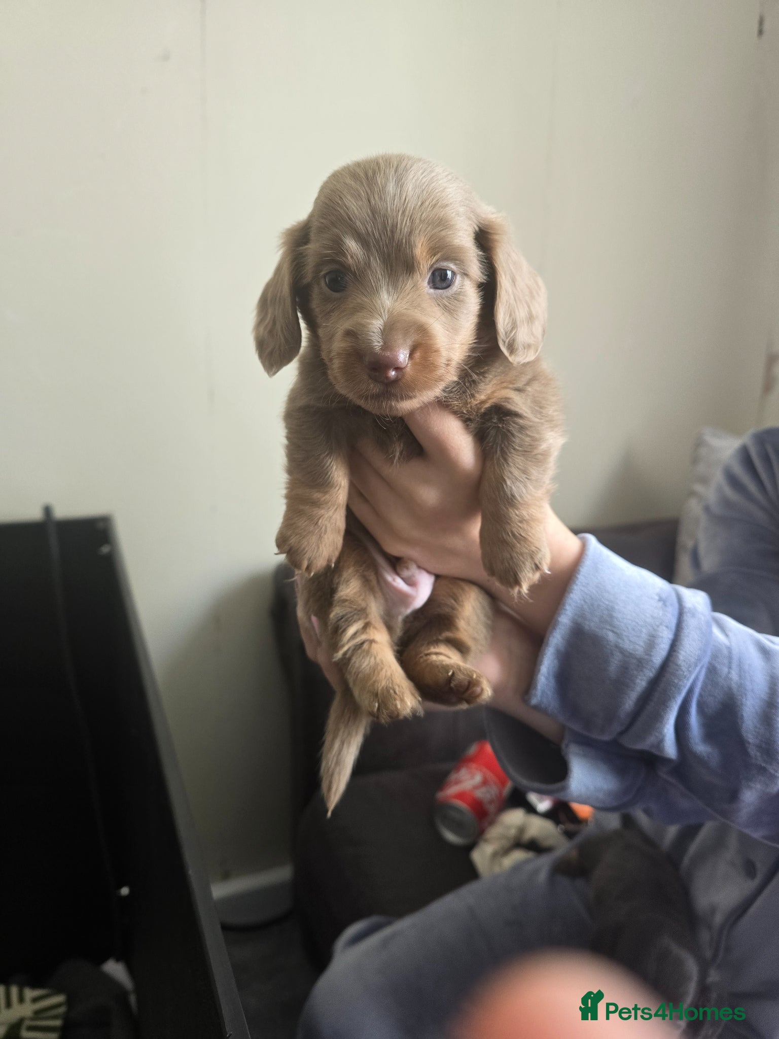Dachshund dogs for sale: Mini dachshund long hair 😍  - Advert 2
