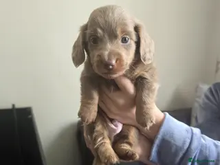 Dachshund dogs for sale: Mini dachshund long hair 😍 - Advert 2
