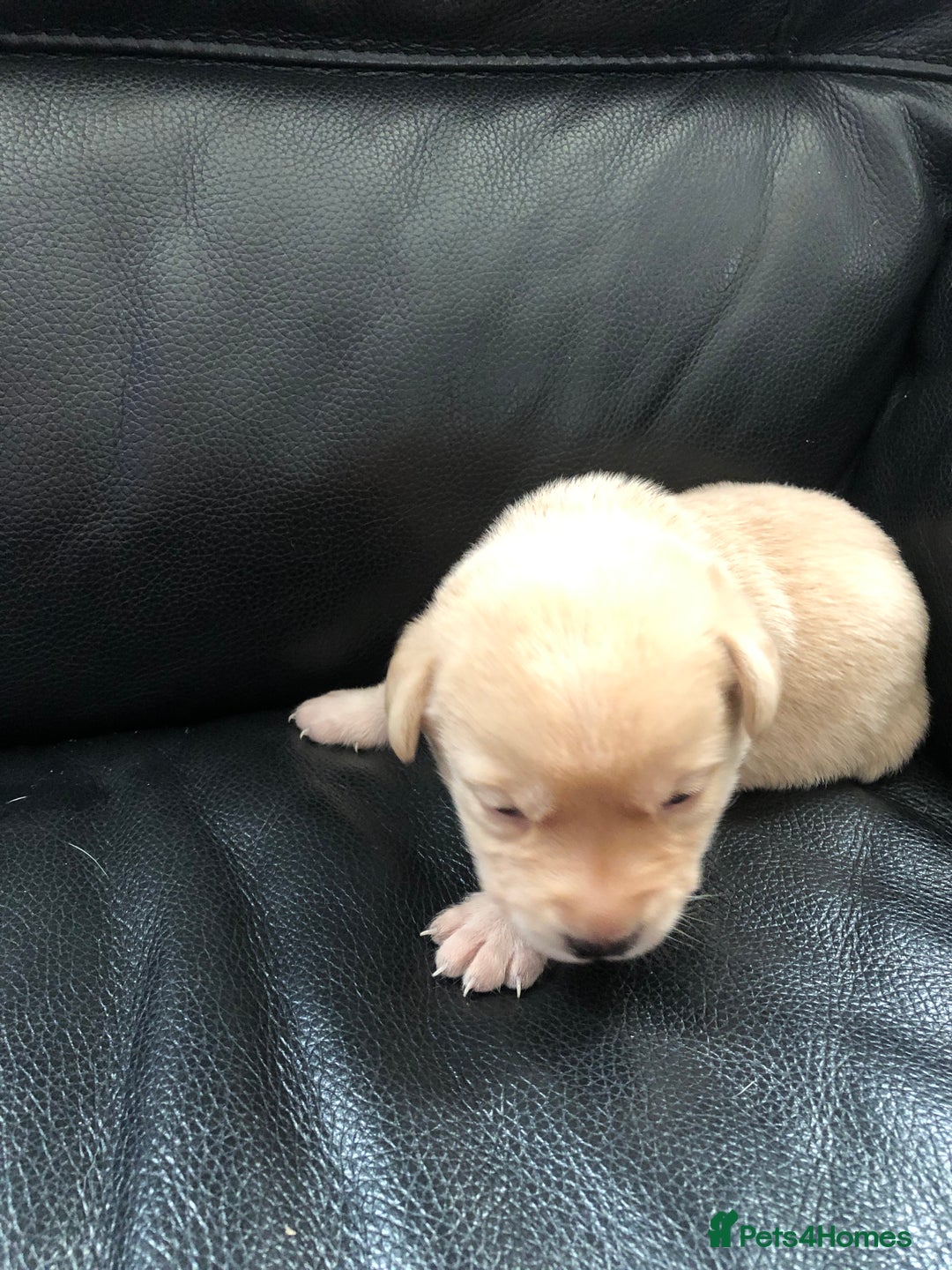 Labrador Retriever dogs for sale: Labrador pups - Advert 16