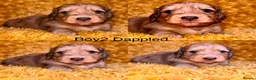 Miniature Dachshund dogs for sale: LH cream dachshund puppies ready   - Advert 5