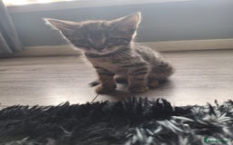 Domestic Shorthair cats for sale: Kittens for sale mother is half maine coon - Image 10