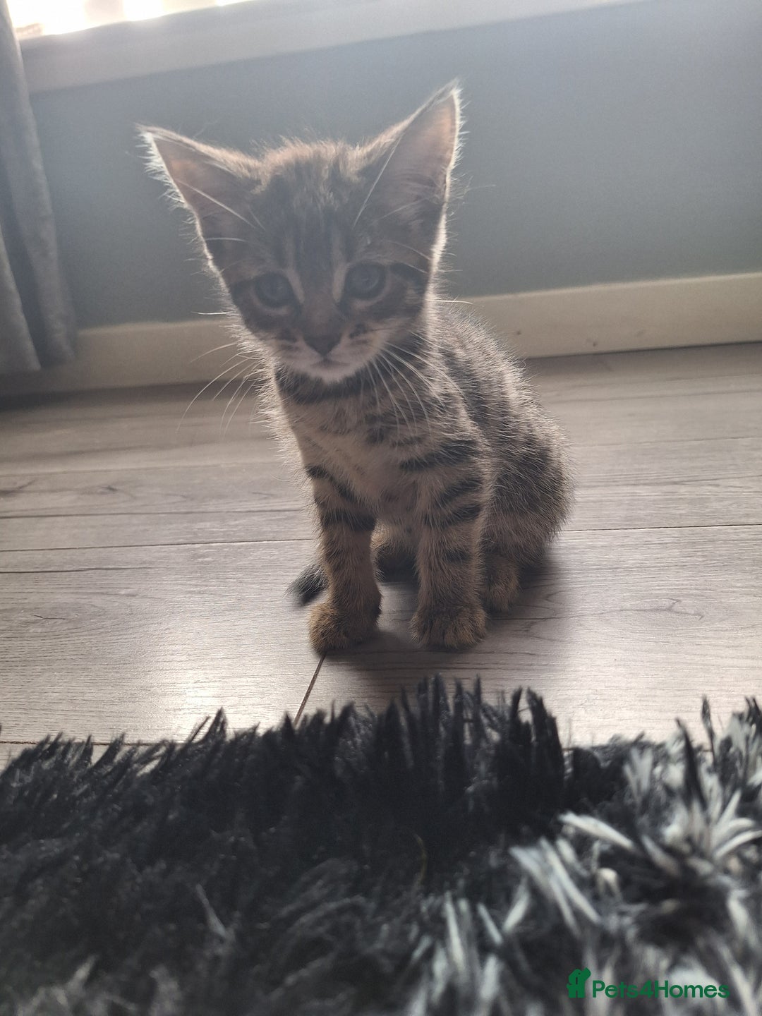 Domestic Shorthair cats for sale: Kittens for sale mother is half maine coon - Image 10