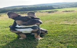French Bulldog dogs for stud: Blue/Tan/White Frenchie Stud - KC & Fluffy Carrier in Edinburgh - Image 7