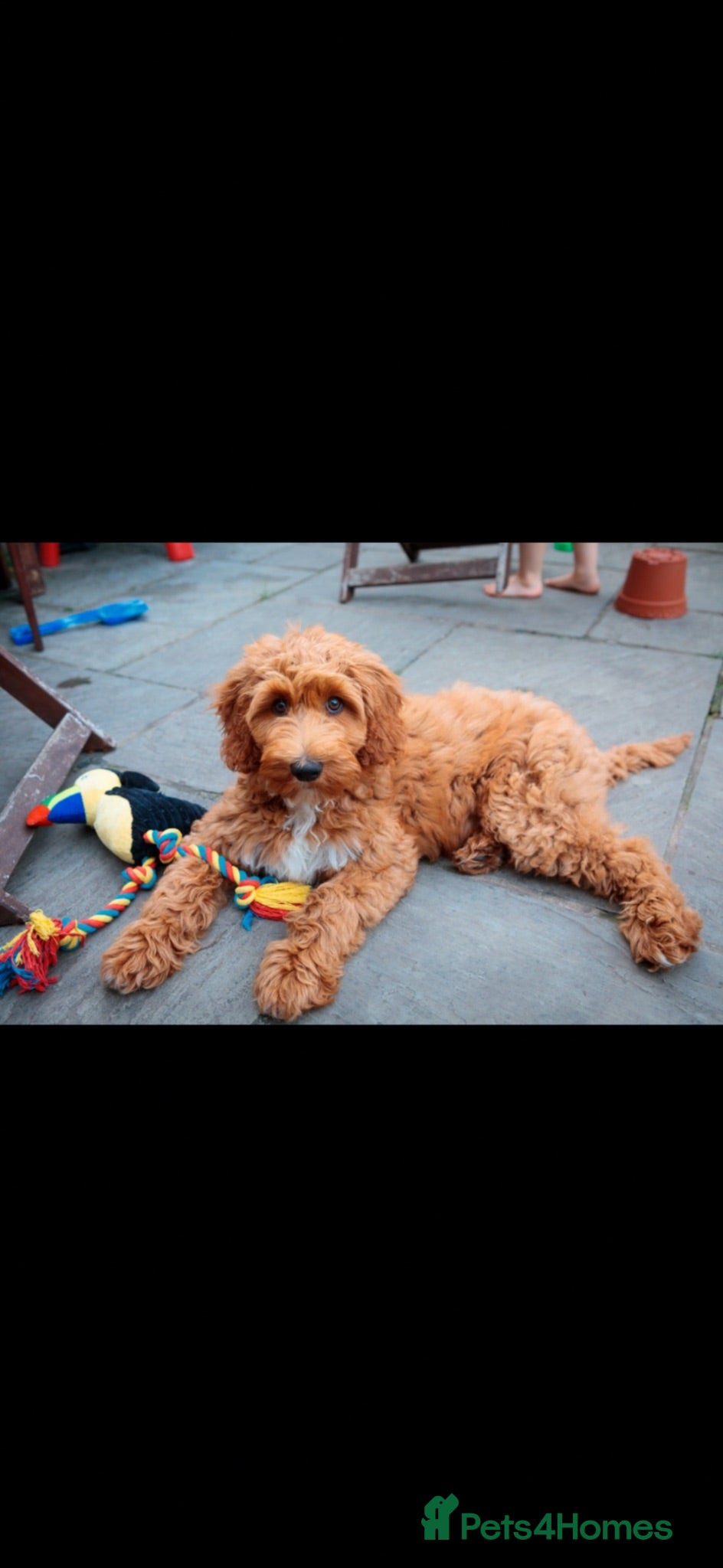 Goldendoodle dogs Beautiful goldendoodles  - Advert 2