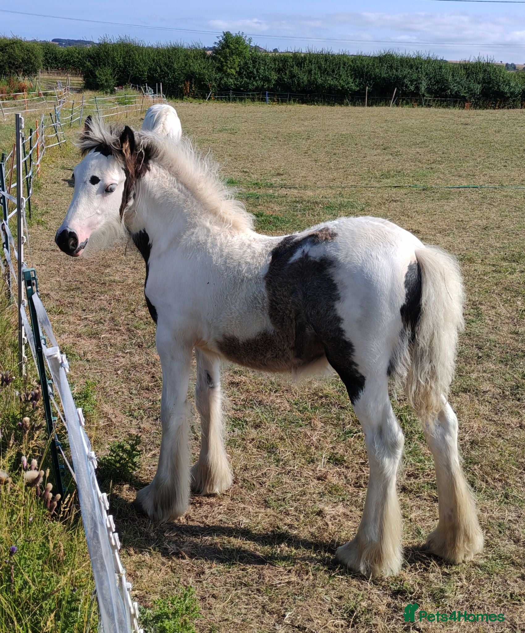 Irish Cob horses Mini cob filly foal - Advert 1