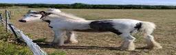 Irish Cob horses for sale: Mini cob filly foal - Advert 1