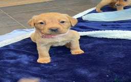 Labrador Retriever dogs for sale: Kennel Club Fox Red Labrador Puppies Health Tested - Advert 31