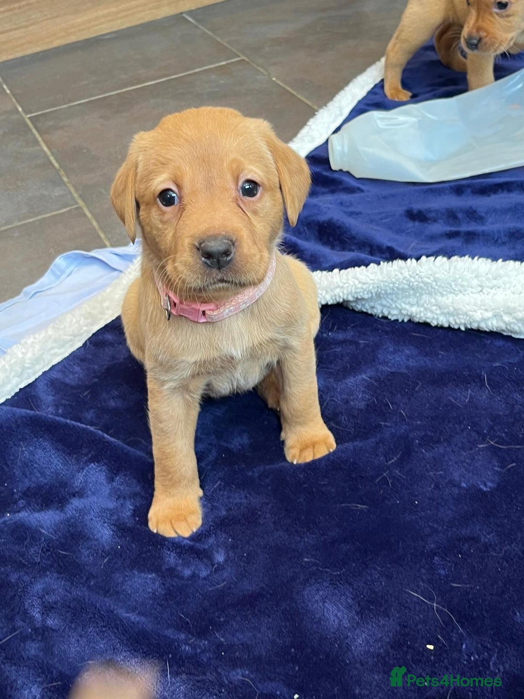 Labrador Retriever dogs for sale: Kennel Club Fox Red Labrador Puppies Health Tested - Advert 31