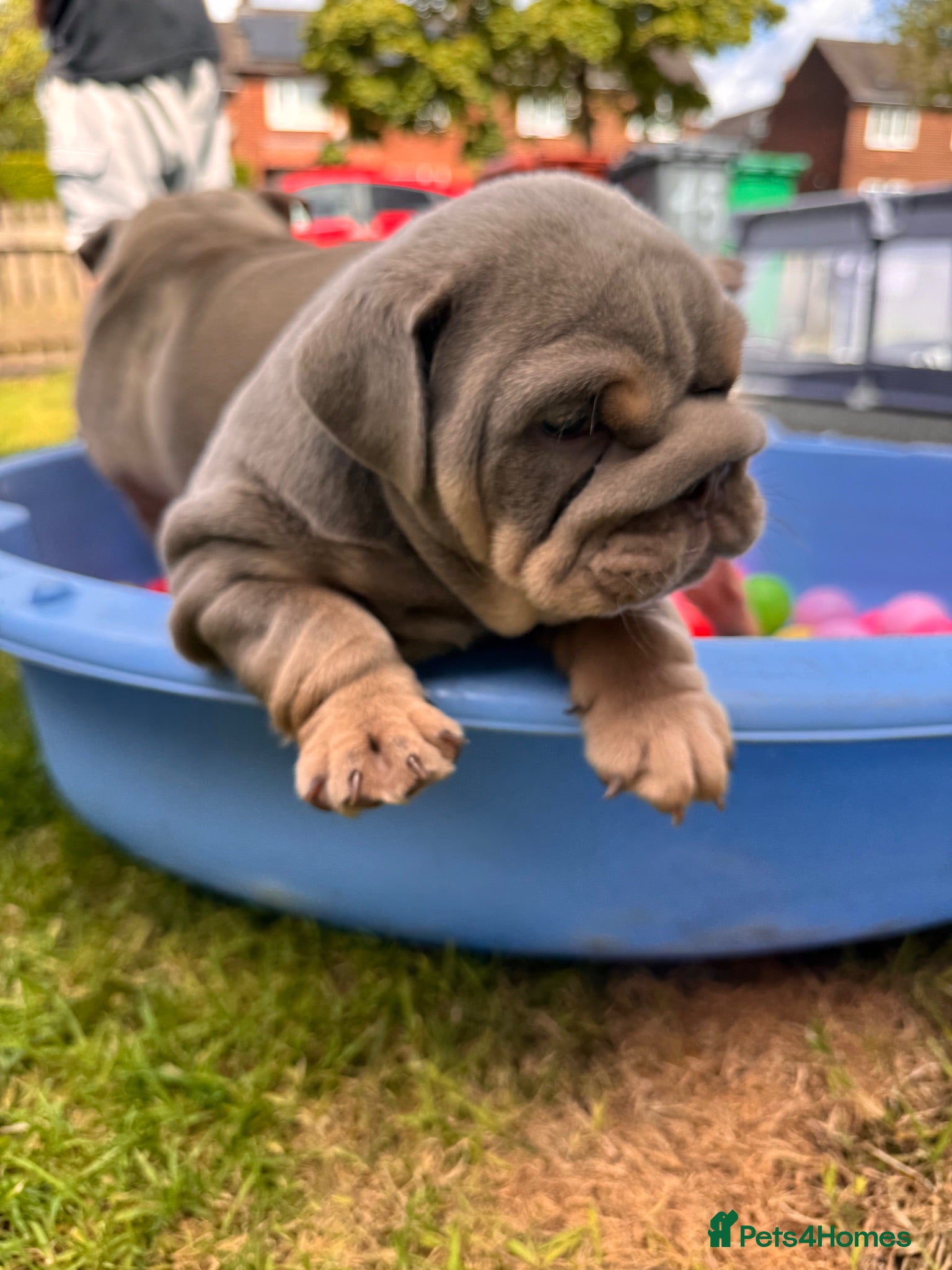 English Bulldog dogs English bulldog pups toilet trained see video 💙 - Advert 14