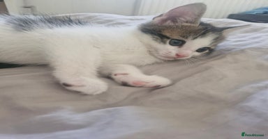 Mixed Breed cats - Advert 14