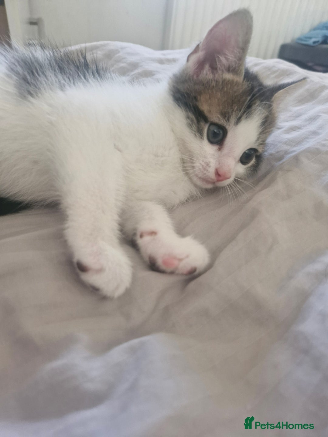 Mixed Breed cats for sale: 🐾 Rory & Charlie – Bengal Mix Boys 🐾 - Image 2