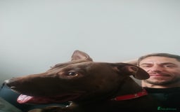 Mixed Breed dogs for sale: Beautiful 9 months old cross breed for sale  - Image 4
