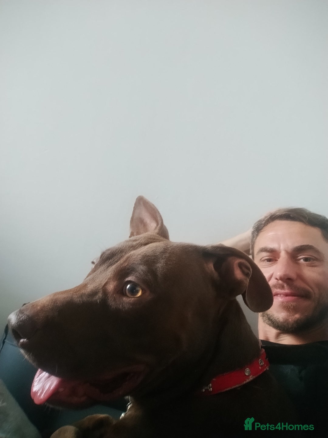 Mixed Breed dogs for sale: Beautiful 9 months old cross breed for sale  - Image 4