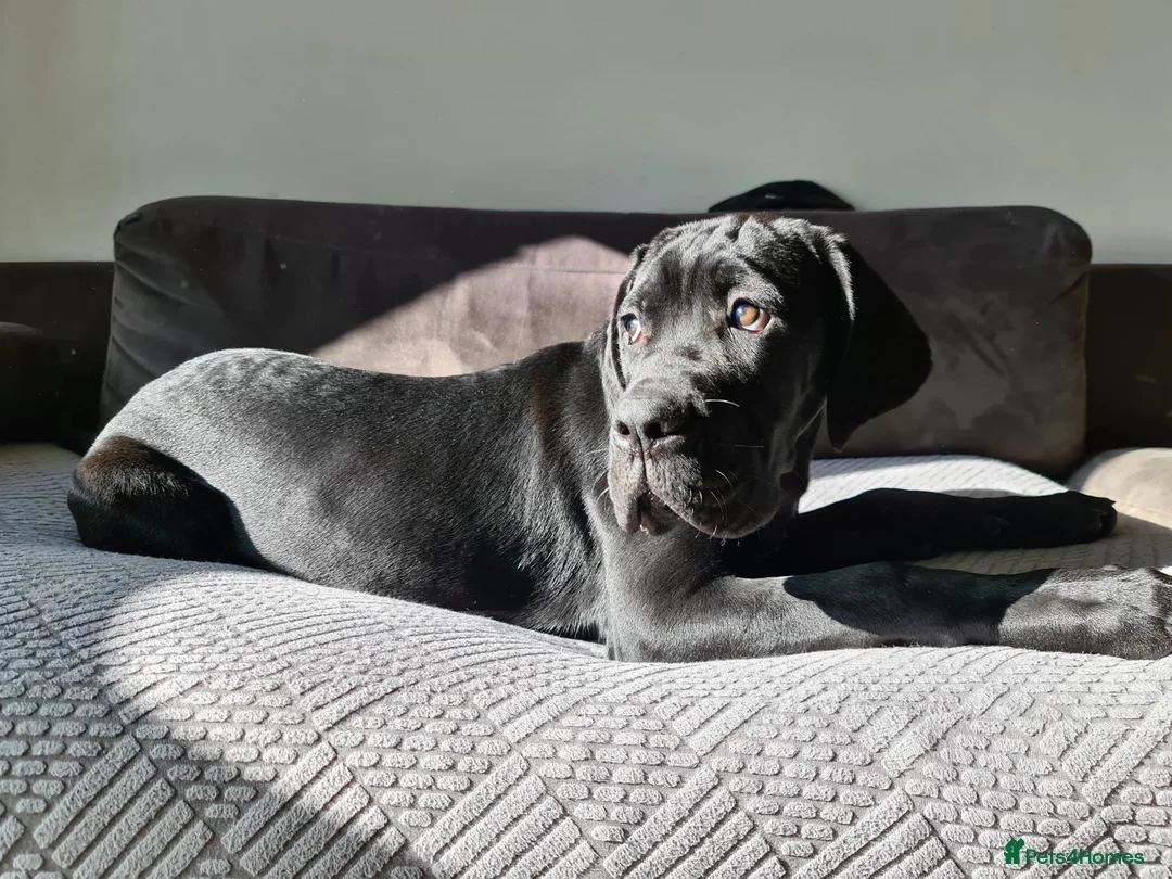 Cane Corso dogs for sale: Beautiful black male Cane Corso puppy - Advert 11