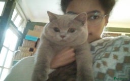 British Shorthair cats for sale: Beautiful British Shorthair kittens - Image 19