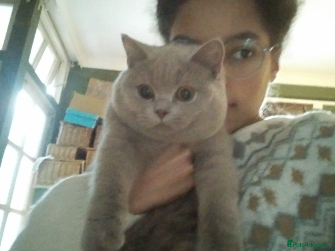 British Shorthair cats for sale: Beautiful British Shorthair kittens - Image 19