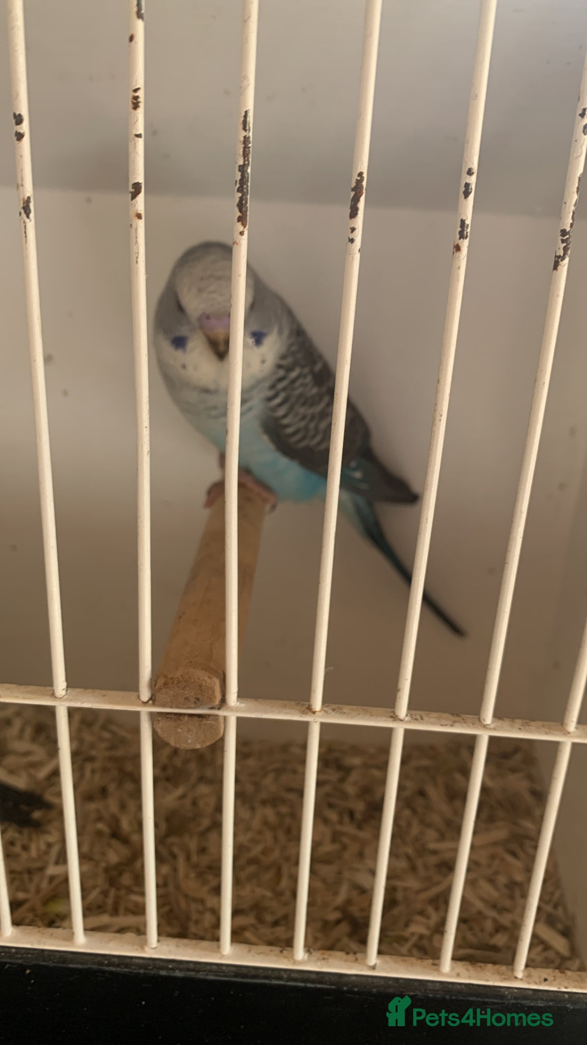 Budgerigars birds Young black wings 2026 bred - Advert 12