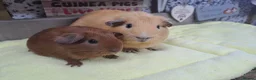 Guinea Pig rodents for sale: Two Girl Guinea pigs - Leeds LS27  - Advert 1