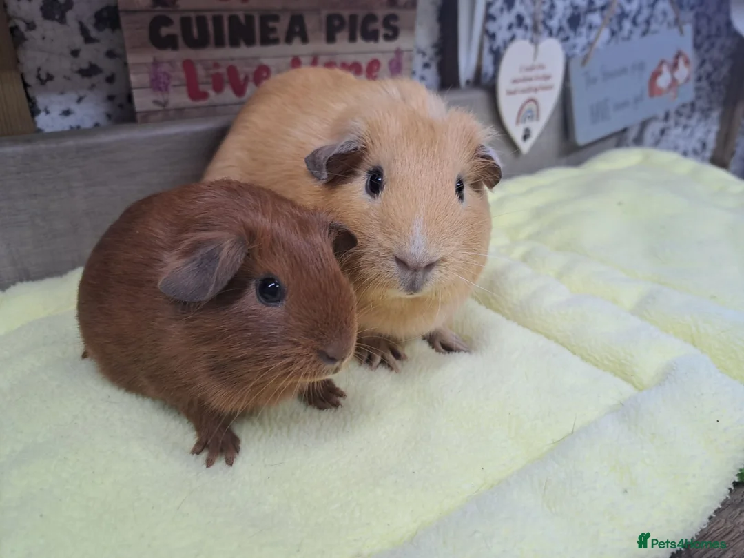 Guinea Pig rodents for sale: Two Girl Guinea pigs - Leeds LS27  - Advert 1
