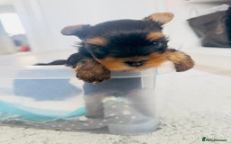 Yorkshire Terrier dogs for sale: Tiny Yorkshire Terrier ( 1 cute boy 🐶 left) - Image 12