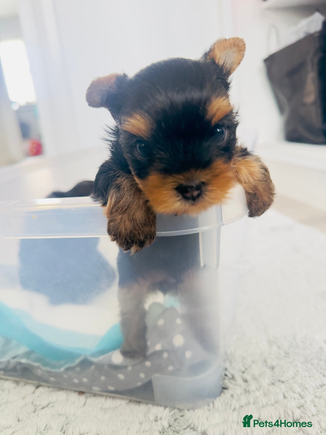 Yorkshire Terrier dogs for sale: Tiny Yorkshire Terrier ( 1 cute boy 🐶 left) - Image 12