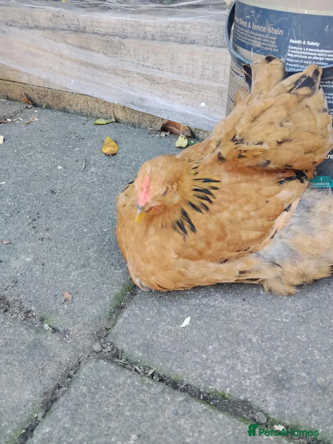 Mixed Breed poultry for sale: 3 Chickens, Silkie x Bantam and brown chicken.  in Peterborough - Advert 4