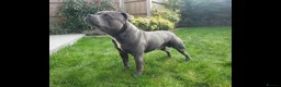 Staffordshire Bull Terrier dogs for stud: World-Class Blue Staffy stud-son of a Champion. in Wellingborough - Advert 15
