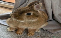 Netherland Dwarf rabbits for sale: Pure Netherland dwarf female - Image 3