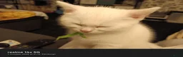 Domestic Shorthair cats for sale: Ds white kitten in Edinburgh - Advert 1