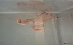 Frog reptiles for sale: Male African Clawed Frog - Image 4