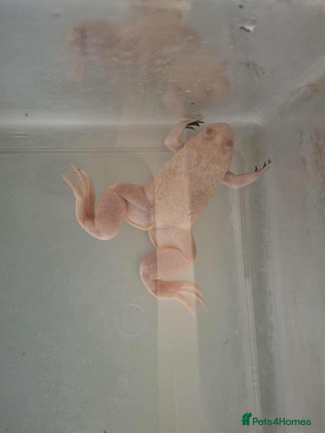 Frog reptiles for sale: Male African Clawed Frog - Image 4